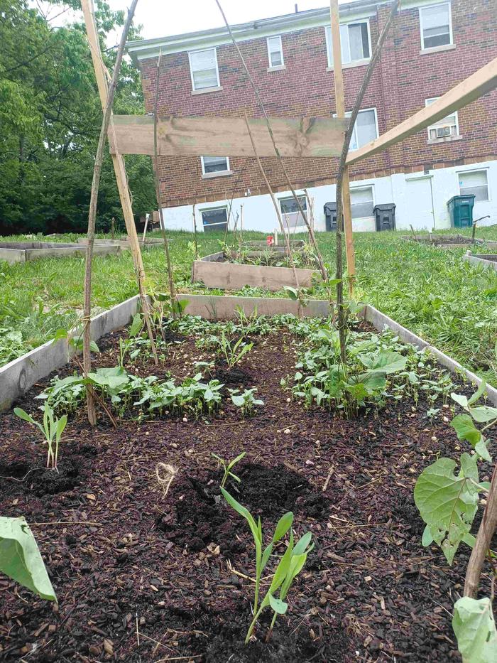 3 sisters, undersown with mixed legumes.