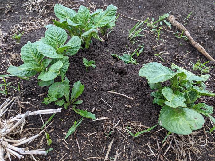 young potato plant