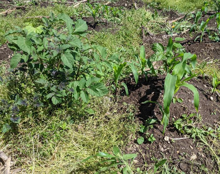 volunteers from last year's crops