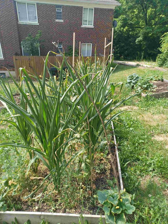 One of our community garden plots.