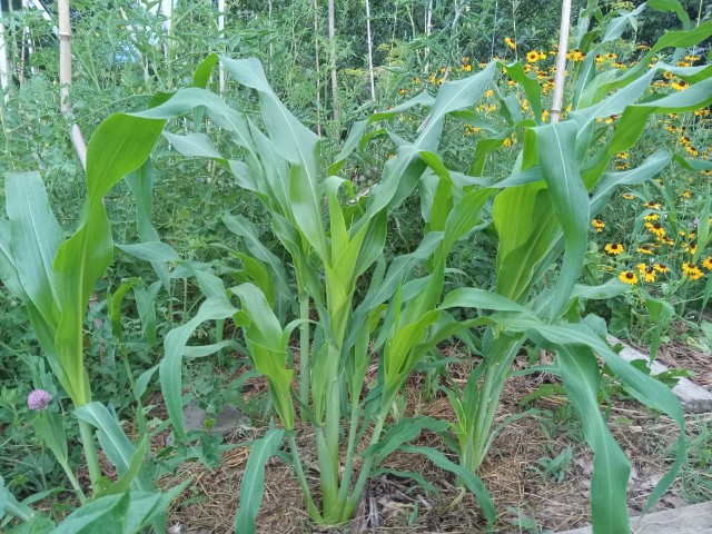 Corn planted in mid June growing multiple tillers