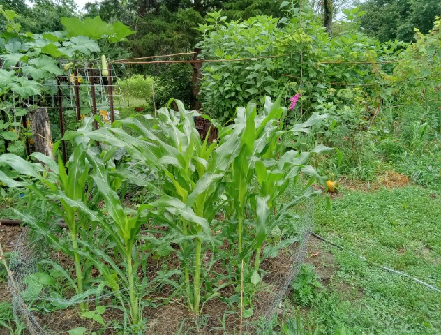 25 days after planting. 4 ft tall