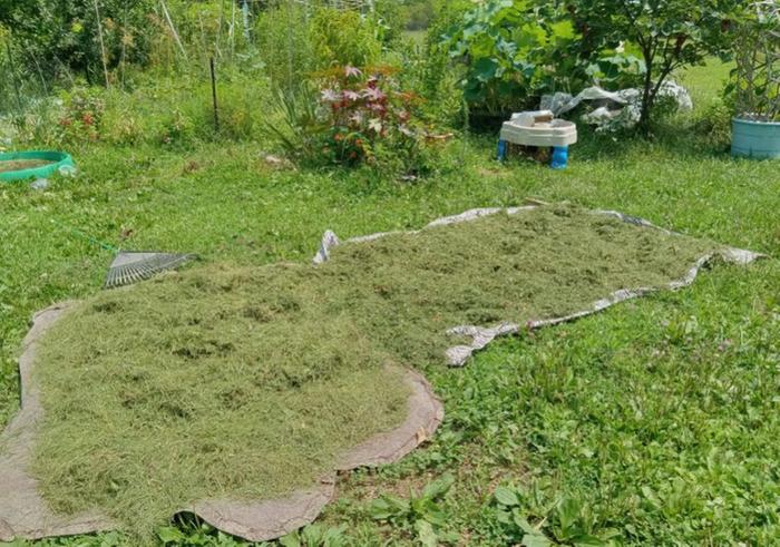 Grass clippings to be composted