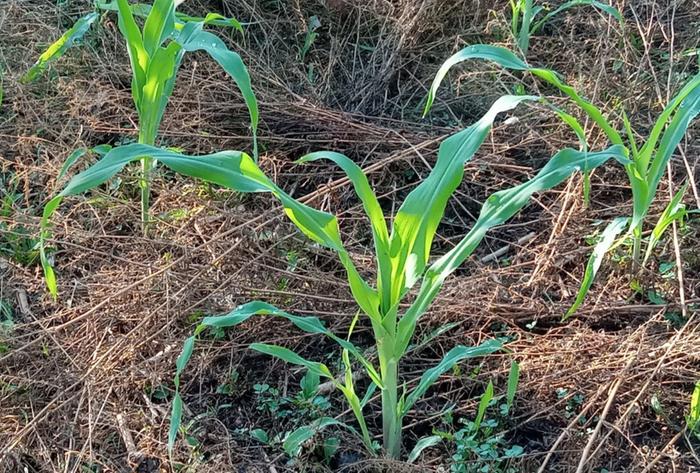 2 weeks after emergence. White clovers growing back