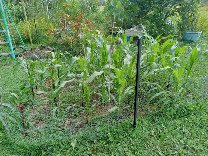 Late planted corns one month old