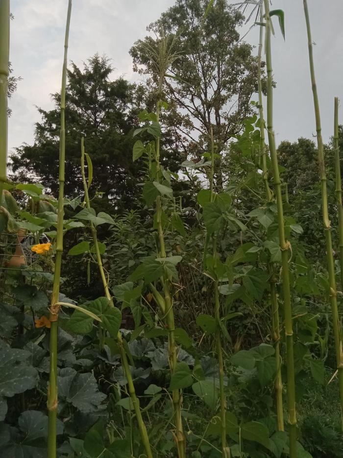 Beans growing up corn stalks