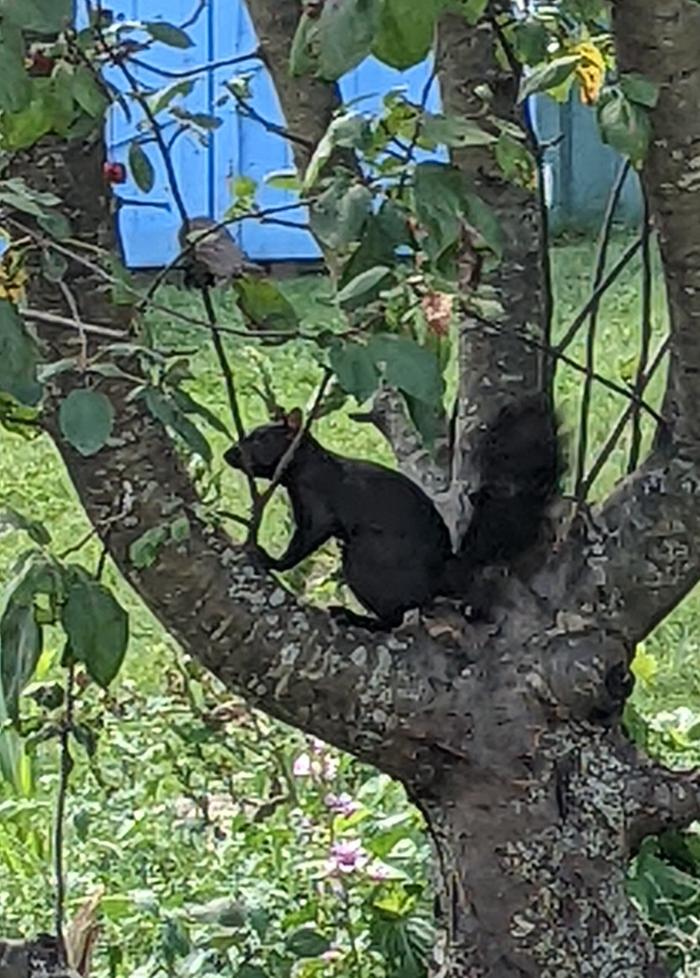 [Thumbnail for 9-3-24-black-squirrel.jpg]