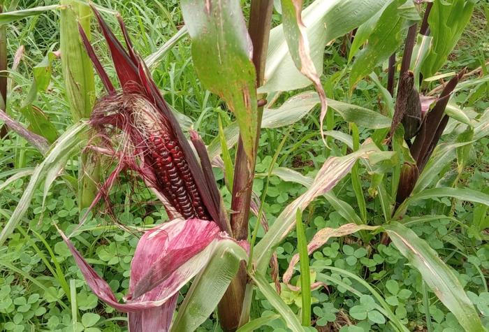 Purple corn