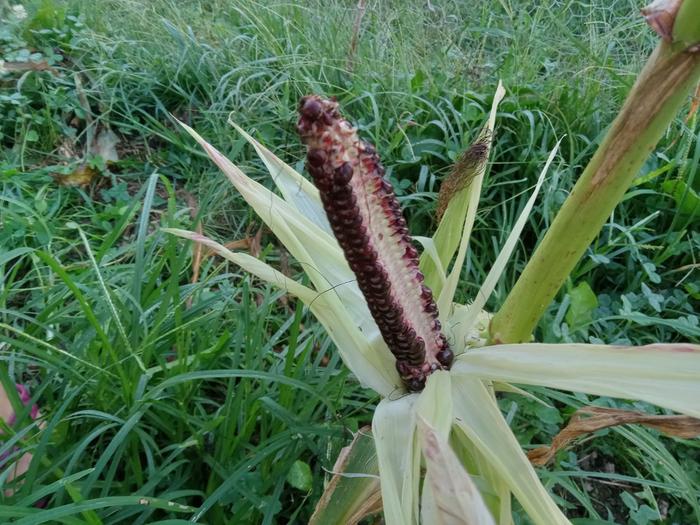 4 row corn