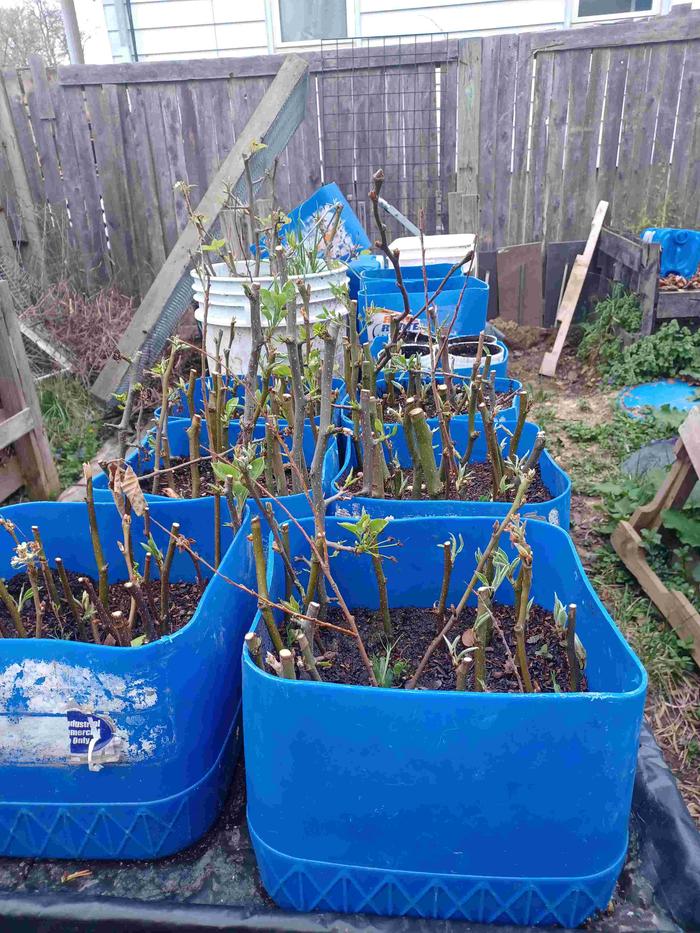 Bartlett pear prunings
