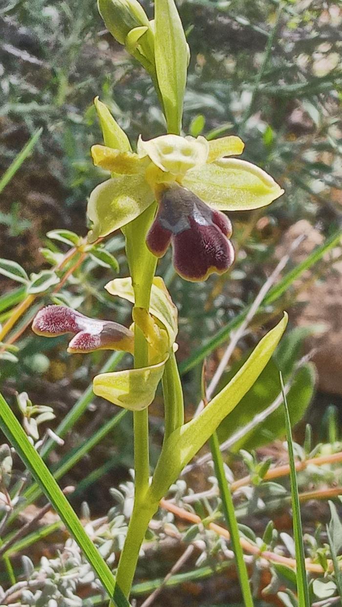 Ophrys lupercalis 01