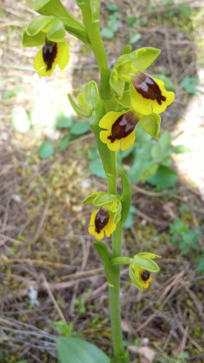 Ophrys lutea 05