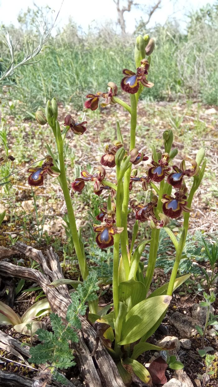 Ophrys speculum 01