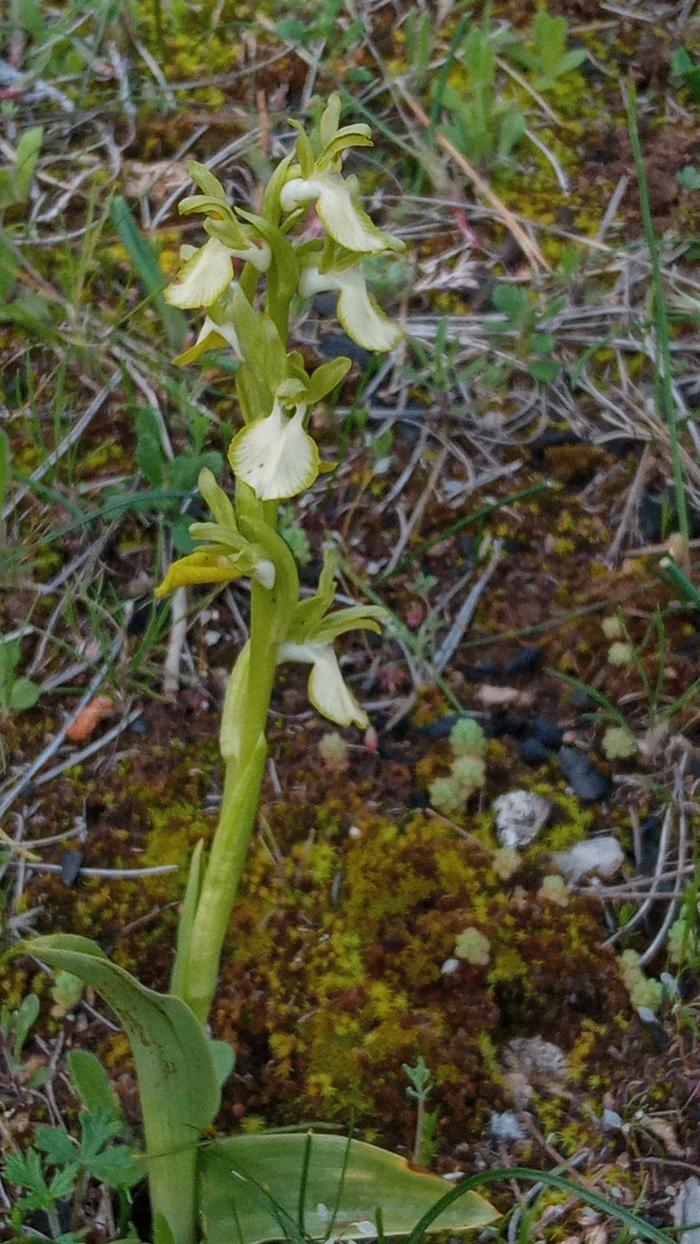 Orchis collina hipocrhomatic