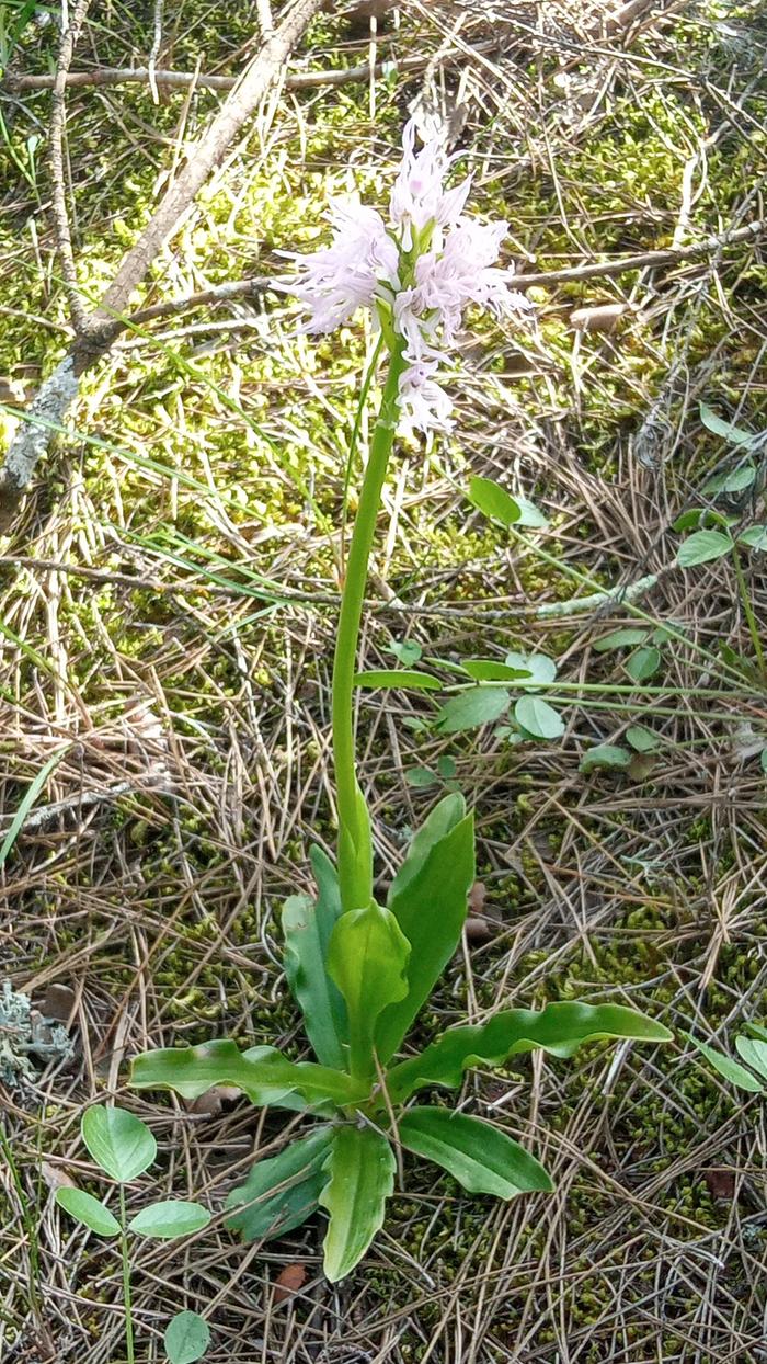 Orchis italica