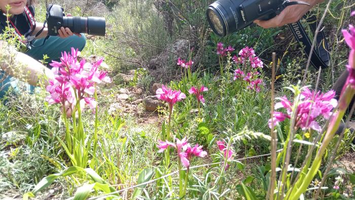 Orchis papilonacea 02