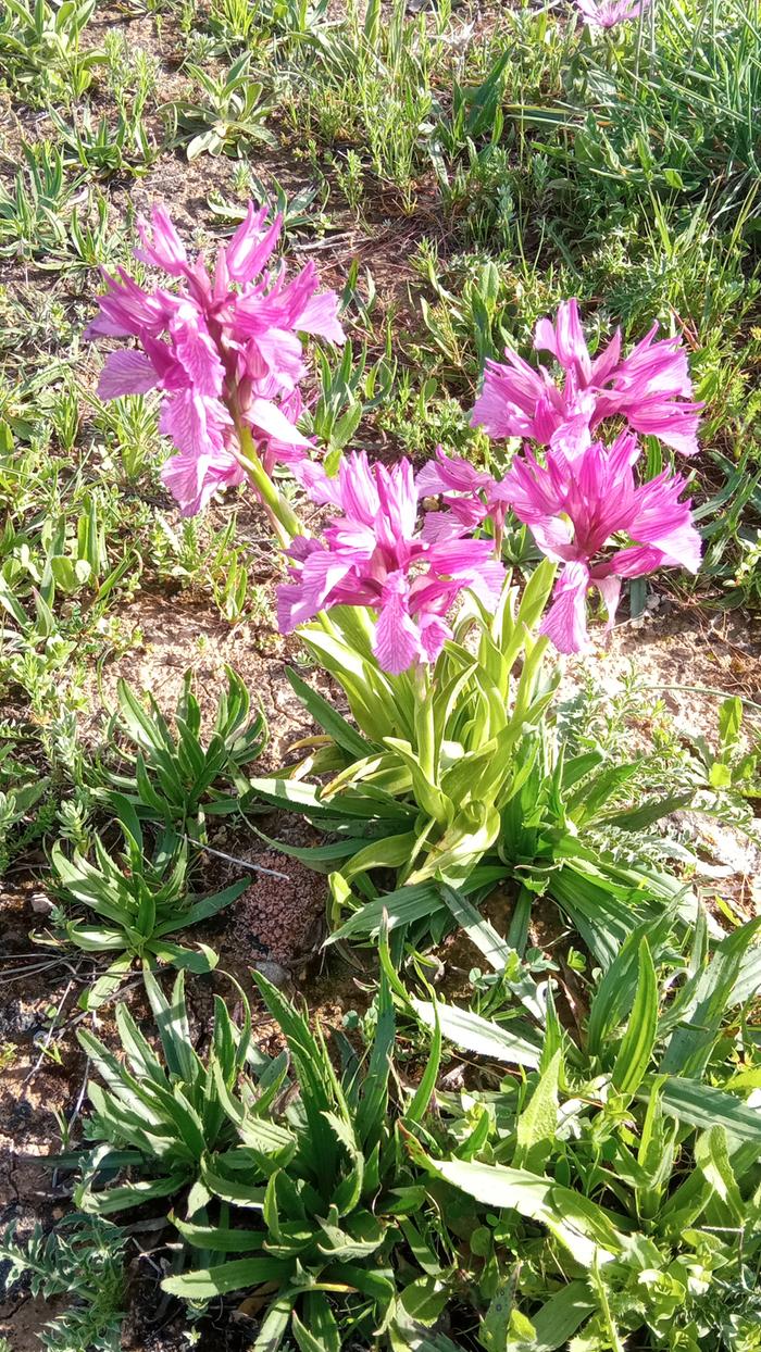 Orchis papilonacea 01