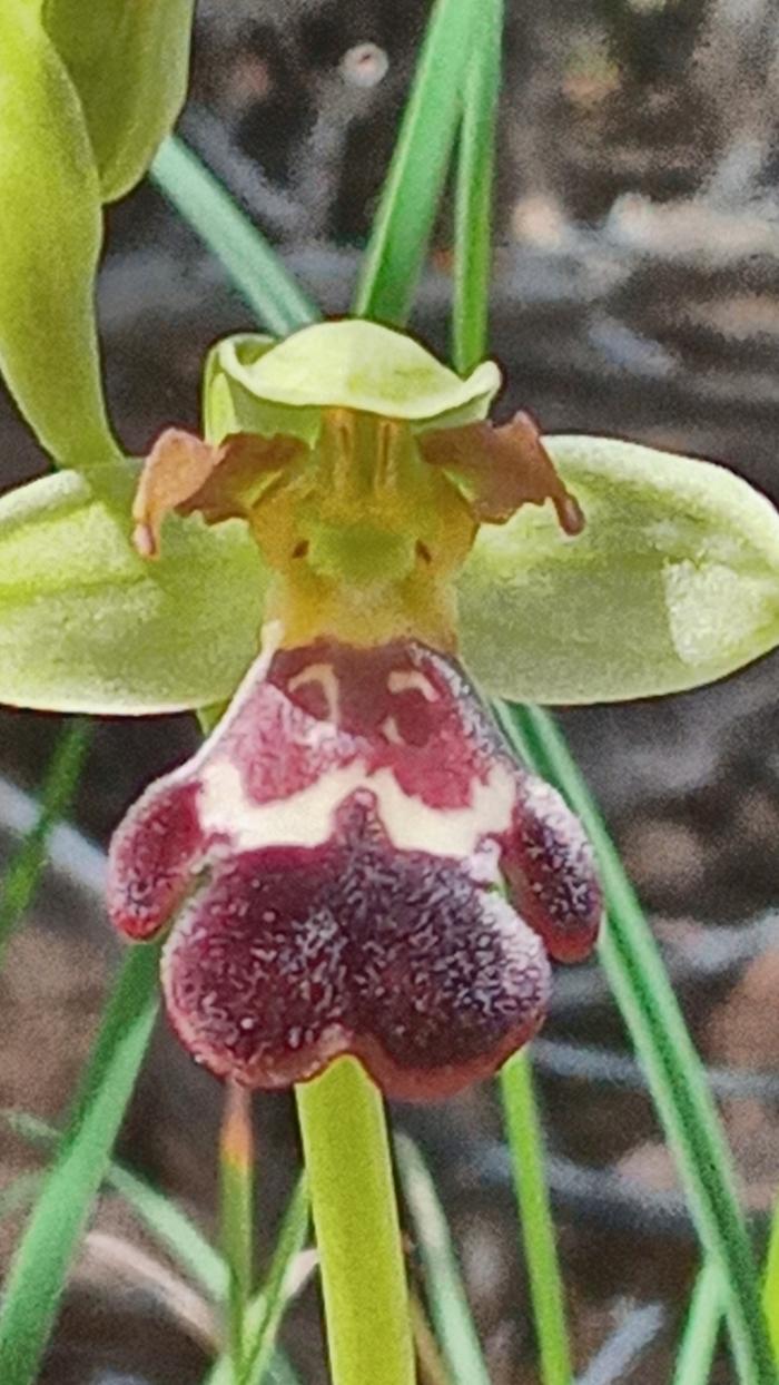 Ophrys lupercalis hybrid 01