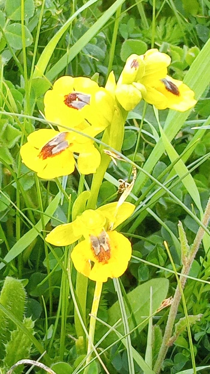 Ophrys lutea 01
