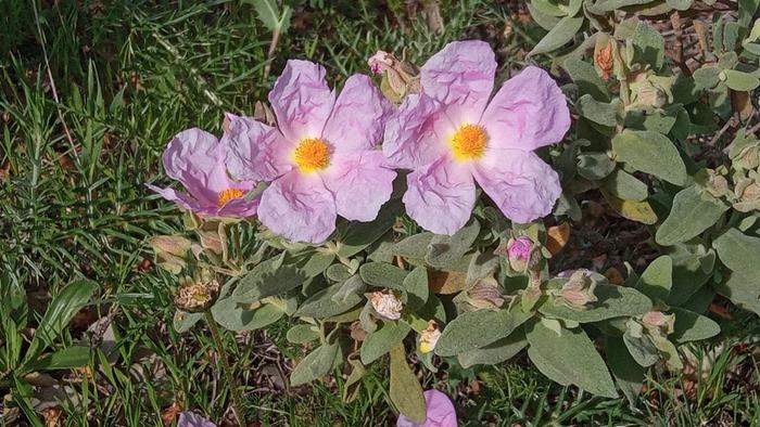 Cistus albidus