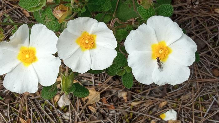Cistus salviifolius