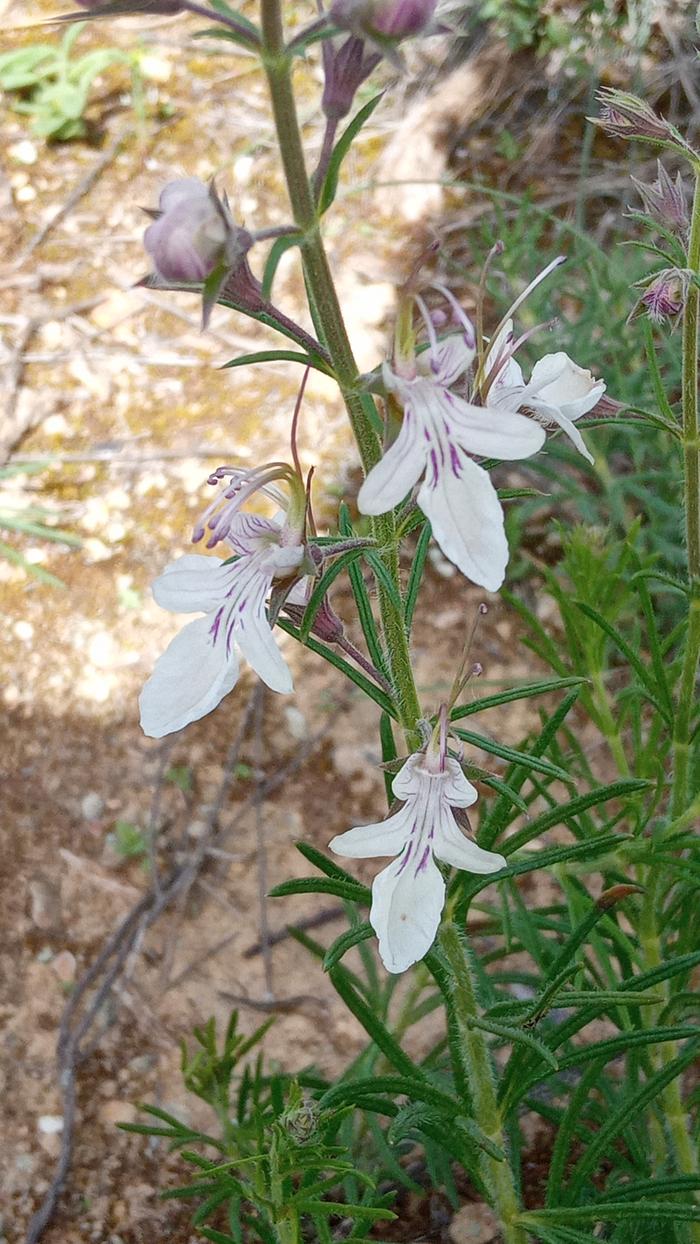 Teucrium pseudochamaepitys
