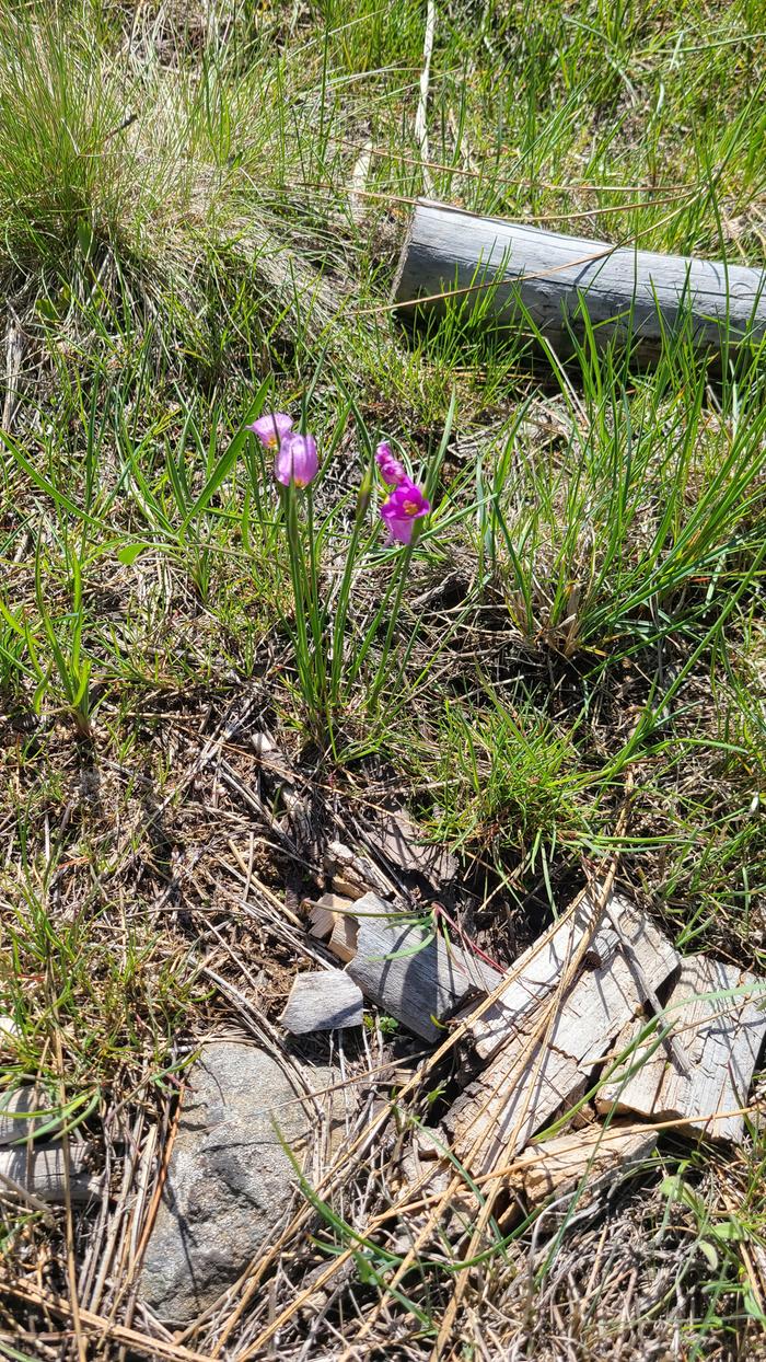 Olysnium Douglasii edible