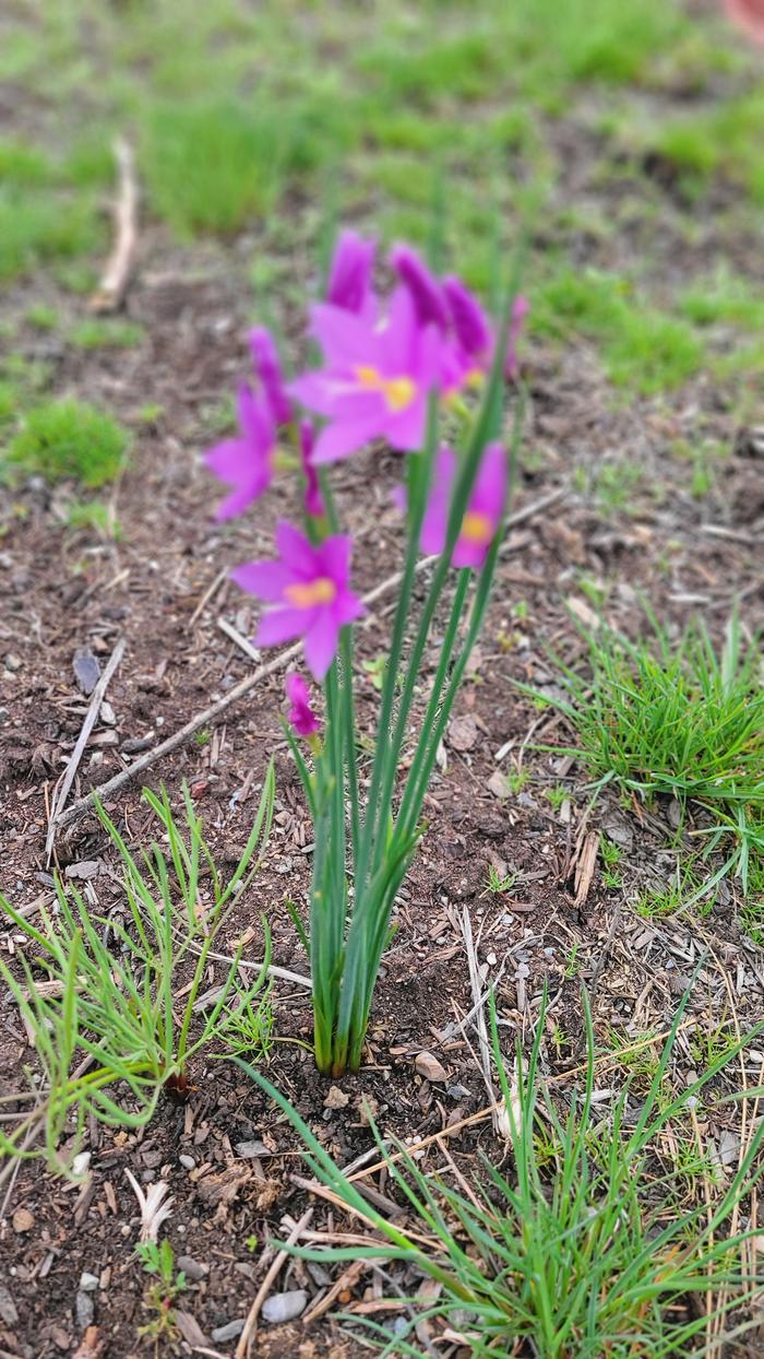 Olysnium Douglasii pink flowers