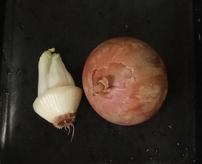 Onion for regrowing