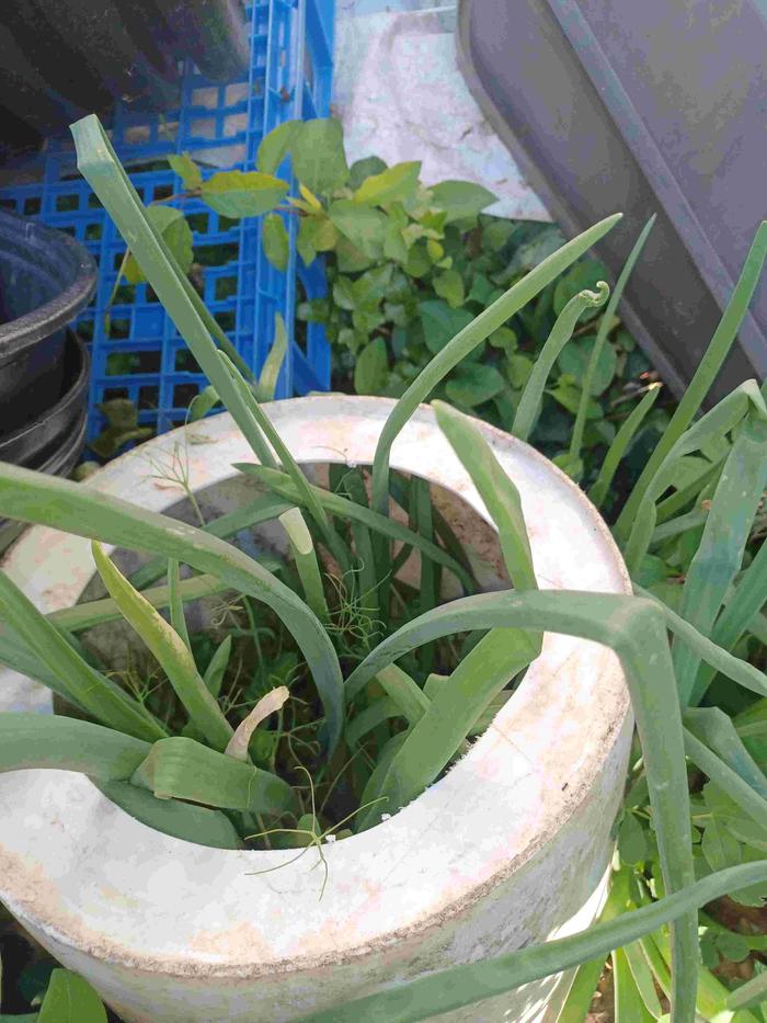 A mess of green onions grown from scraps.