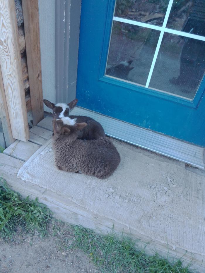 lambs nestled against the library door