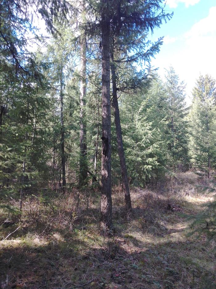 Pine tree leaning against another pine tree out in the woods