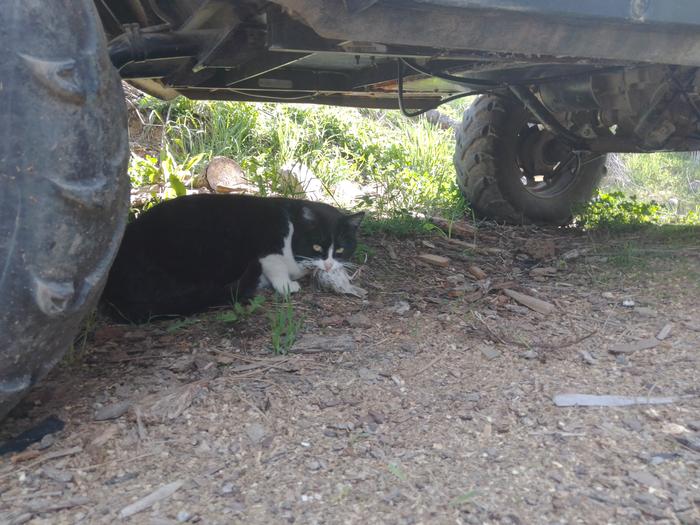 black spark the cat under a bad boy buggy