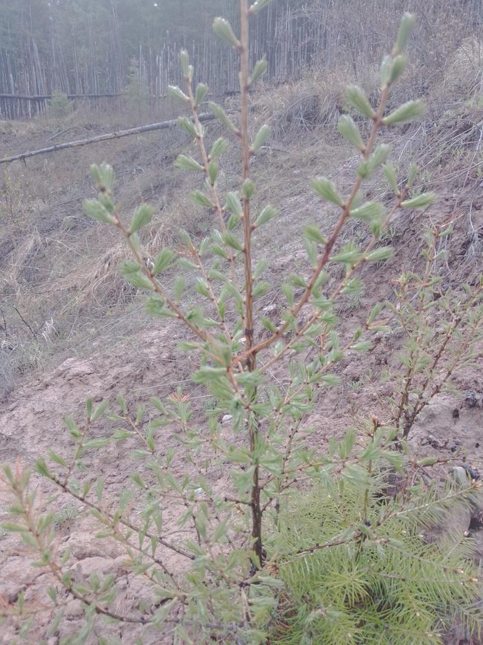 Western larch tree gets it's spring needles