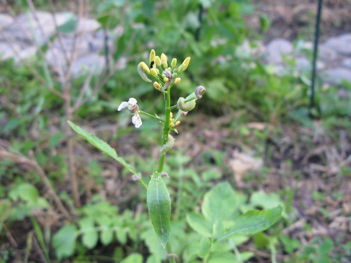 aphid eater