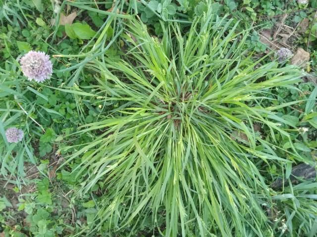 Clump of sedge in part shade