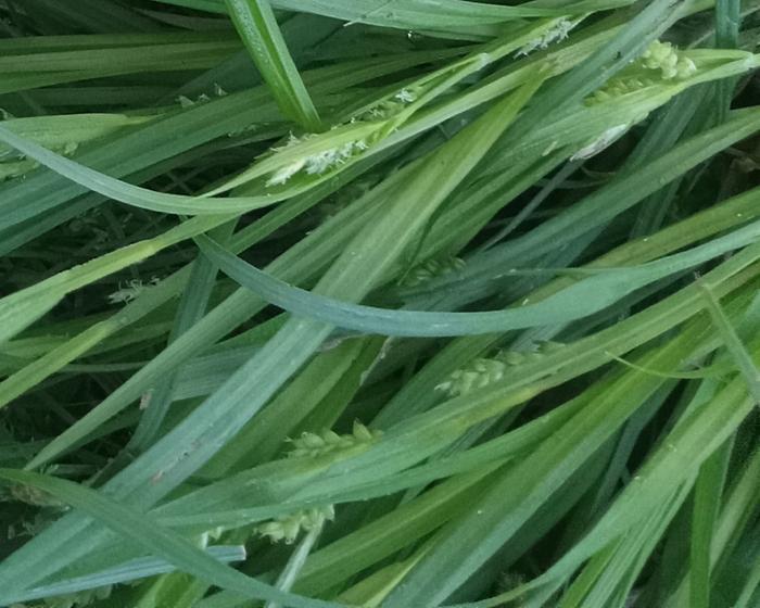 Furrowed leaves and seedheads