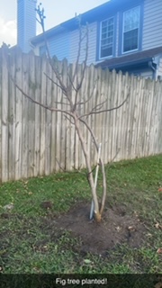 My tree after I planted last fall