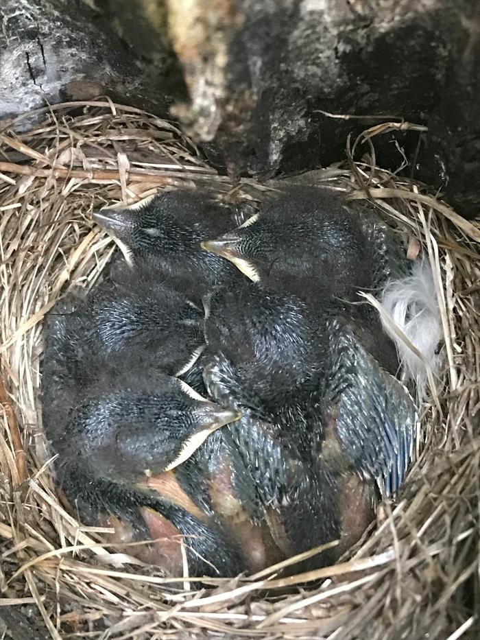 Baby birds curled up together in a nest