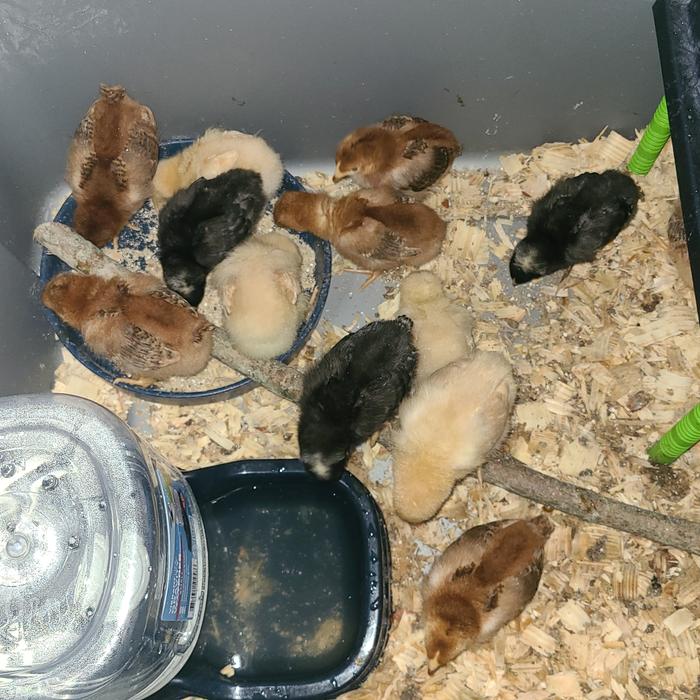 Buff Orpington, RIR, Barred Rock chix dob Aug 13