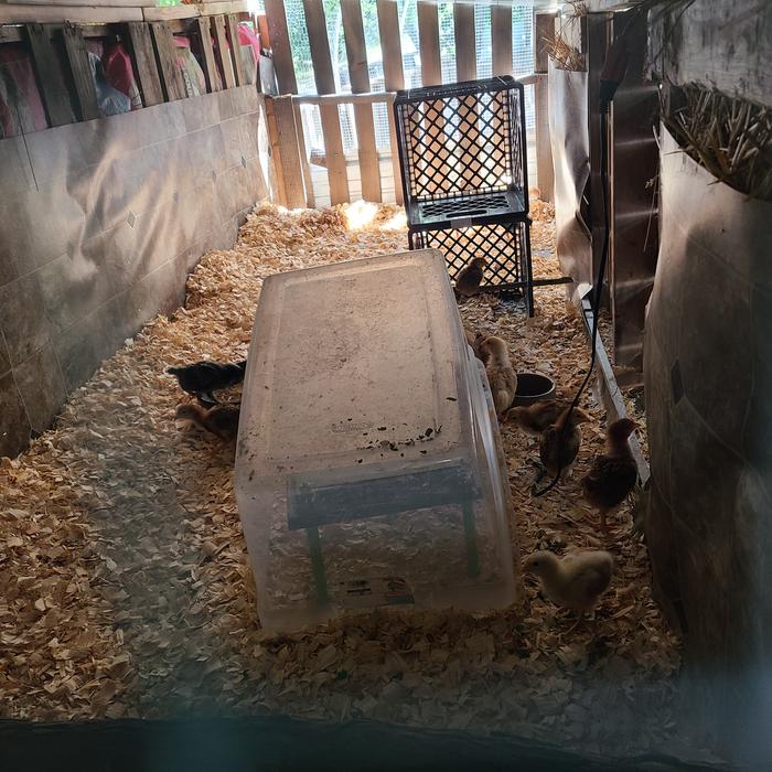 Chix in the fortress