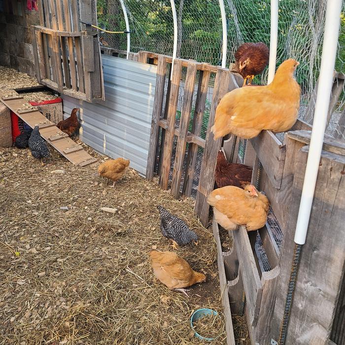 7 weeks old - fresh eggs in spring!