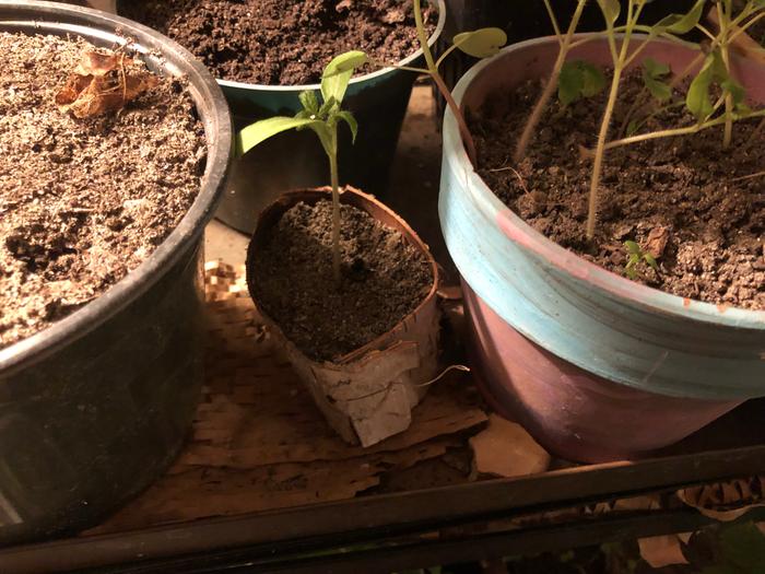 Tomato seedling in birch pot