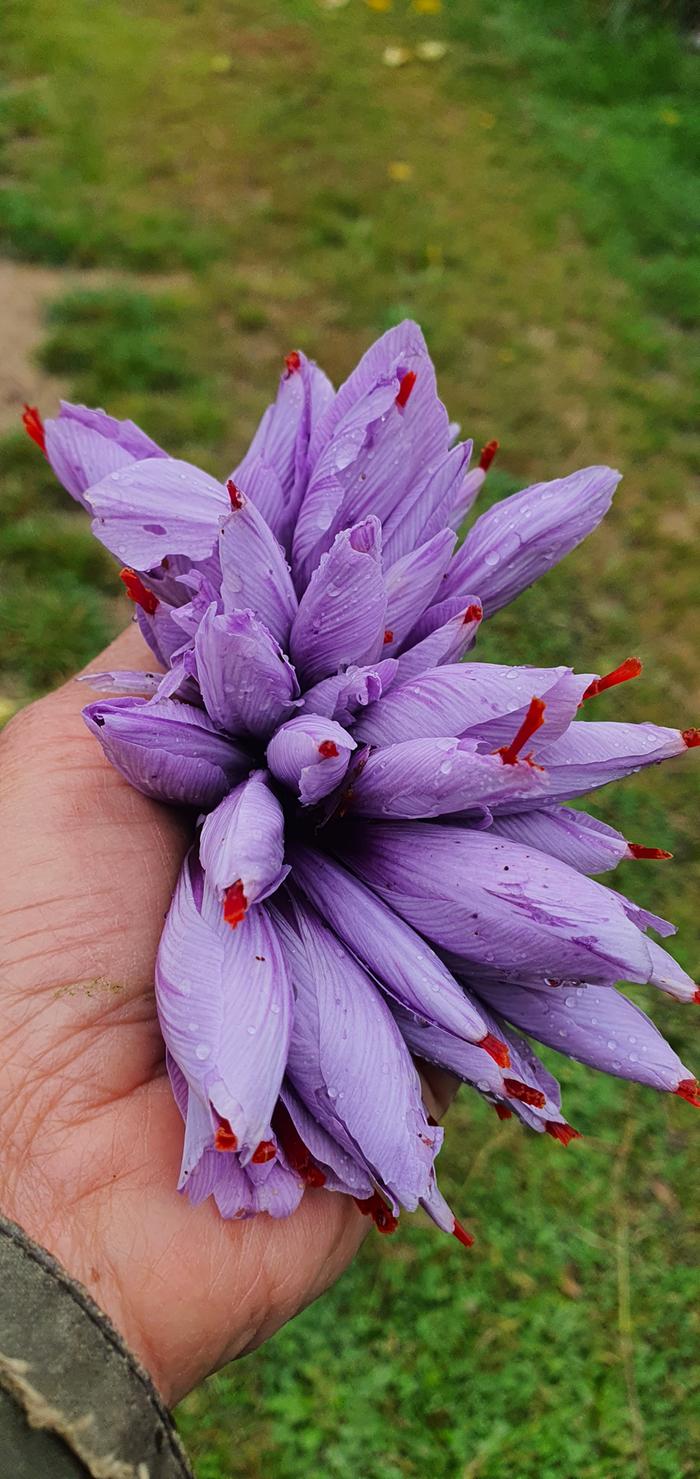 A handful of saffron flowers 