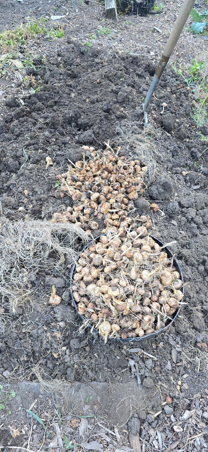 Saffron corms
