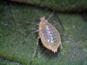 [Thumbnail for Aphids-on-Currant003.jpg]