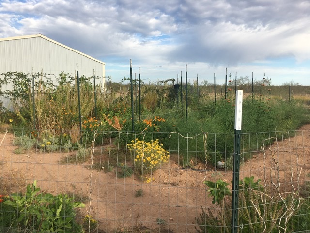 Perennial polyculture garden in 2nd year