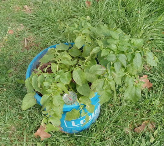 Checking soil temp in container potato 