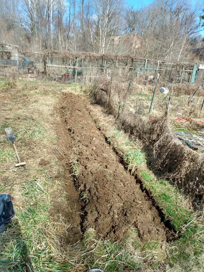 creating a lazy bed digging by hand