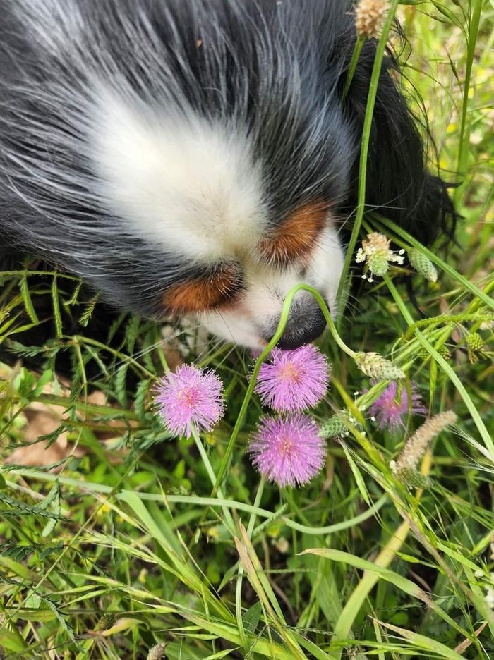 Charlie's cute little nose loves her flowers!